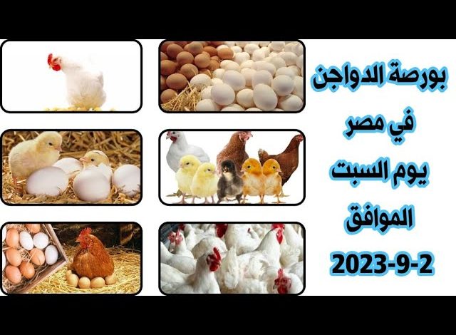 اسعار الدواجن اليوم السبت 2 سبتمبر 2023